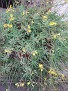 Oxalis succulentum