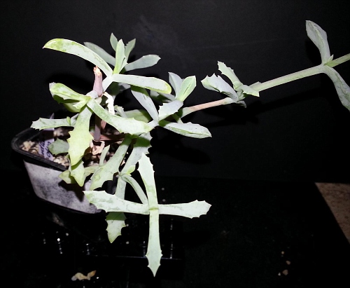 lampranthus blandus