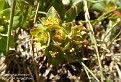 Euphorbia alatavica
