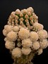 Echinocactus grusonii fa. cephalo-lanata