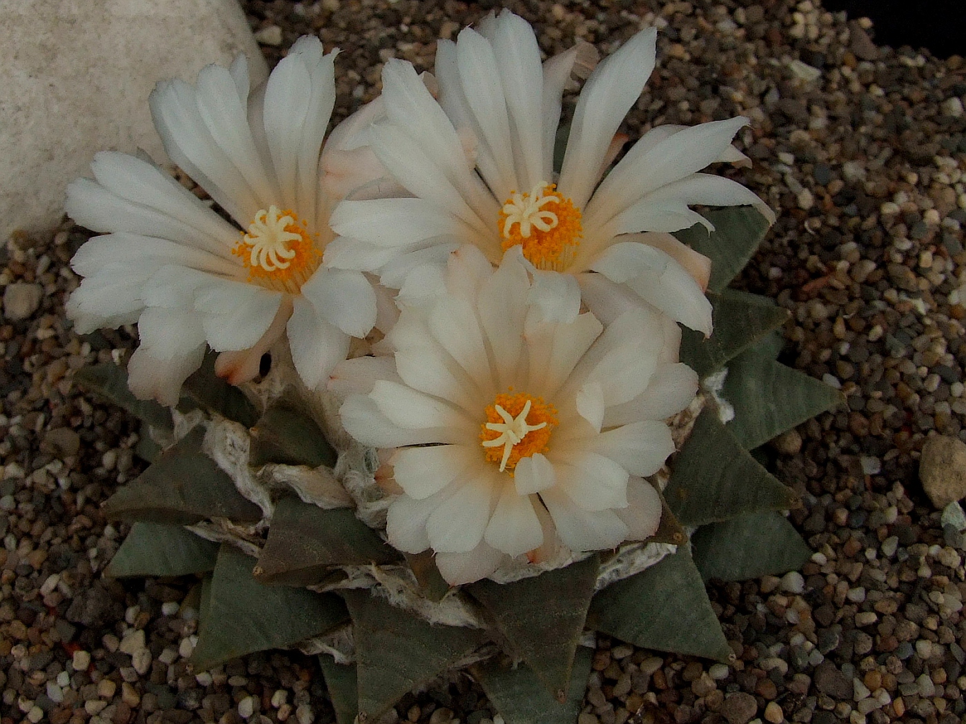 Ariocarpus retusus SB 240