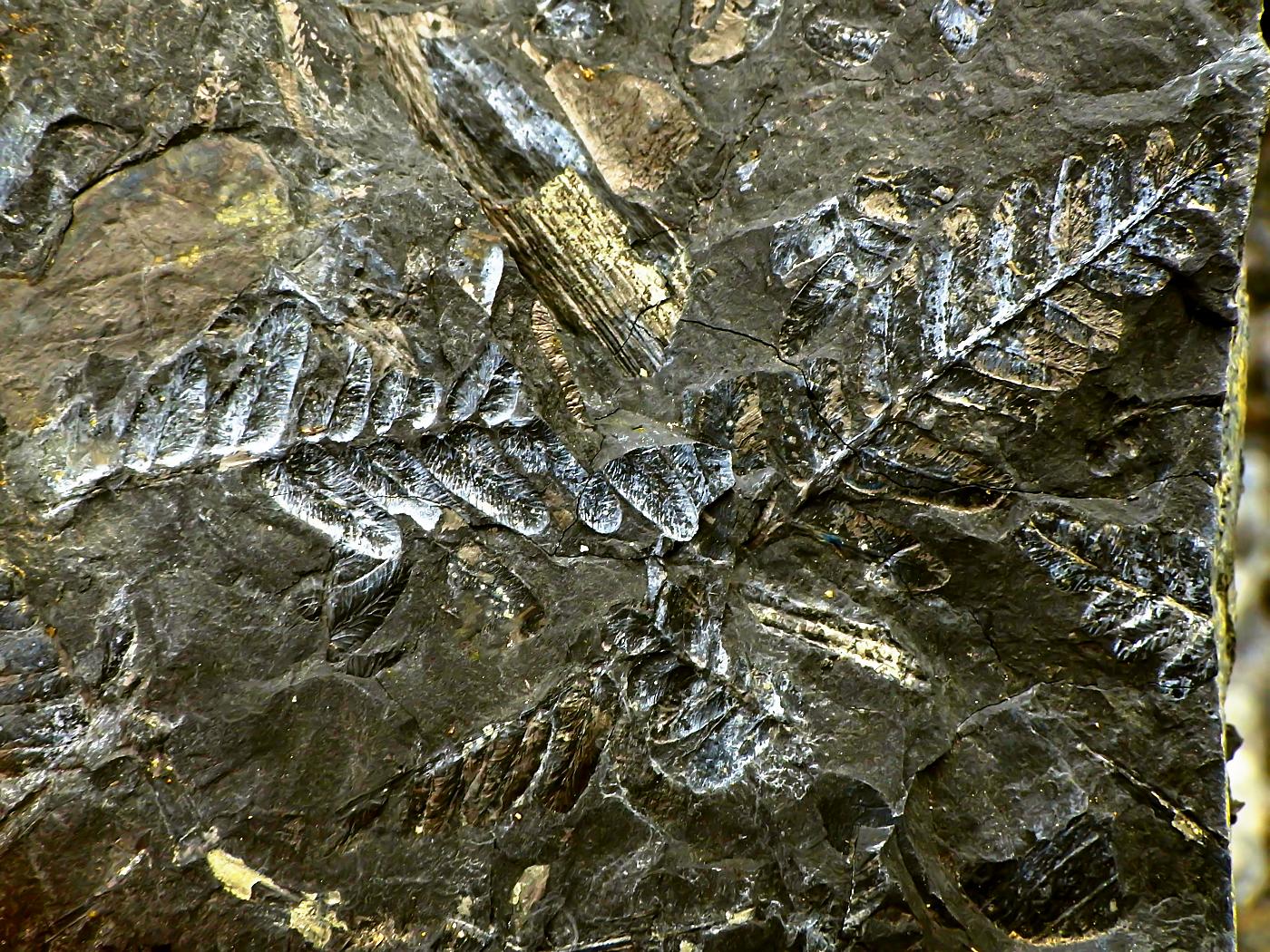 Fossilien