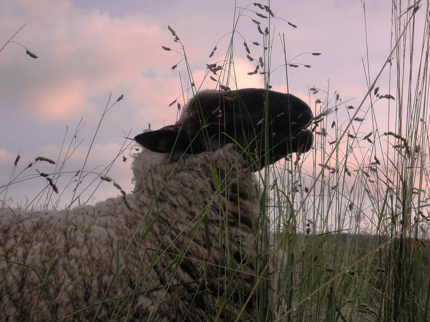 Abendbrot im Abendrot