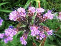 Bienenweide (Phacelia)