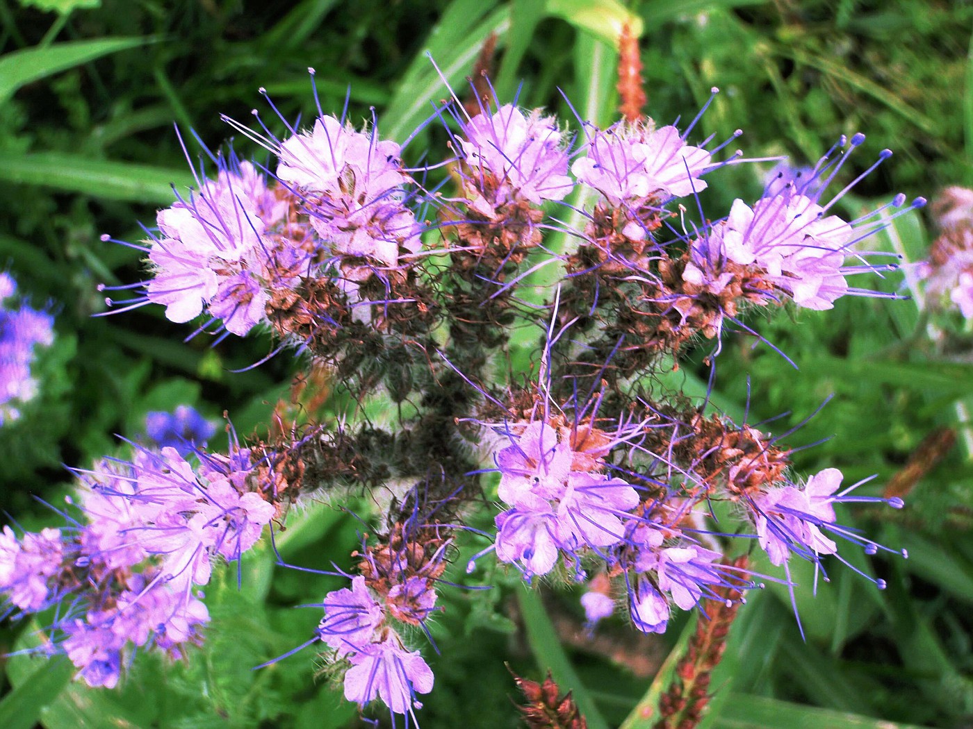 Bienenweide (Phacelia)