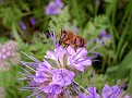 Biene auf der Bienenweide