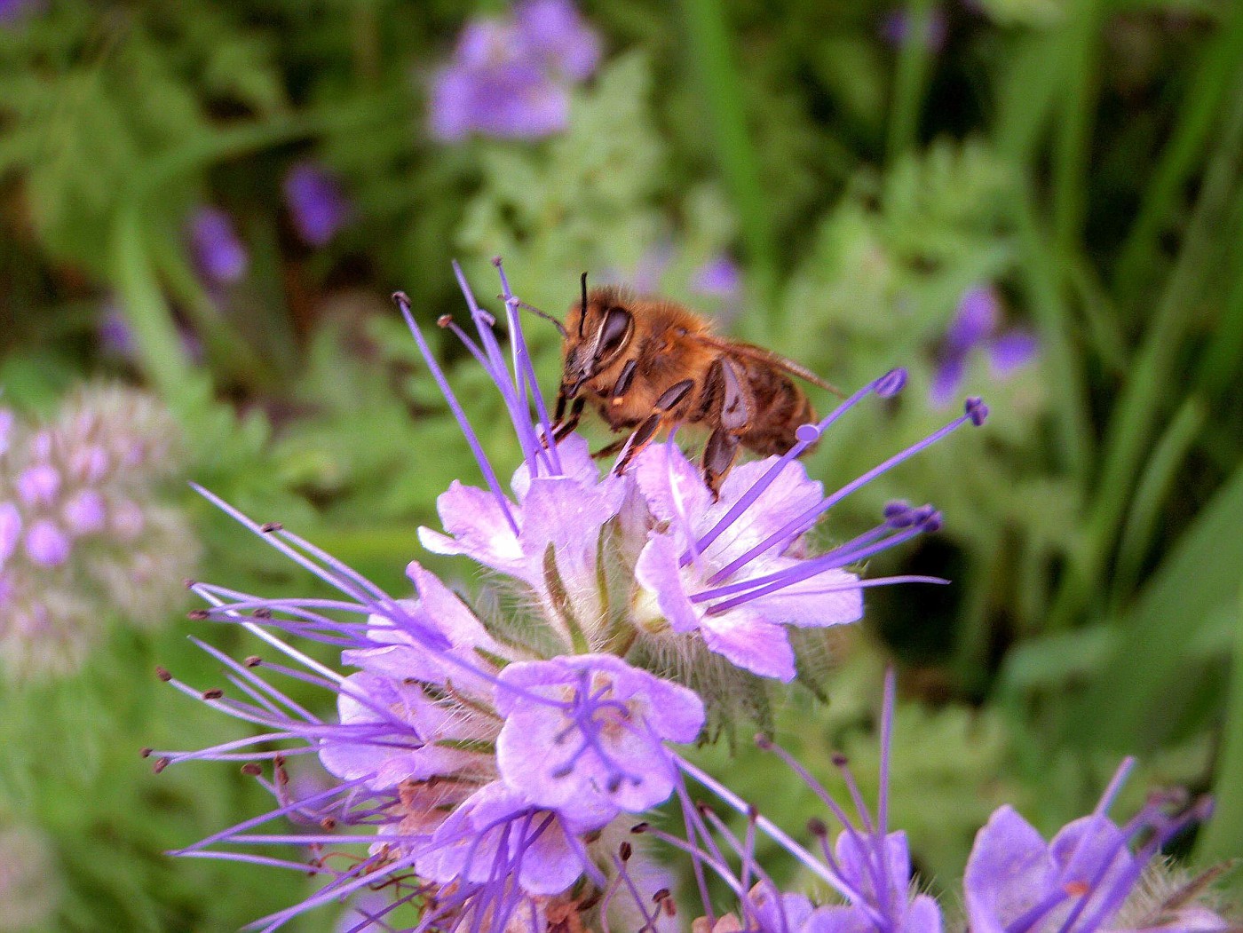 Biene auf der Bienenweide