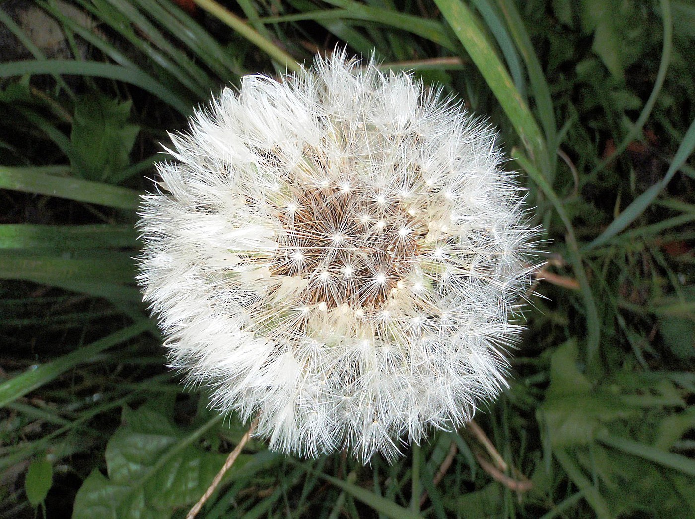 Pusteblume