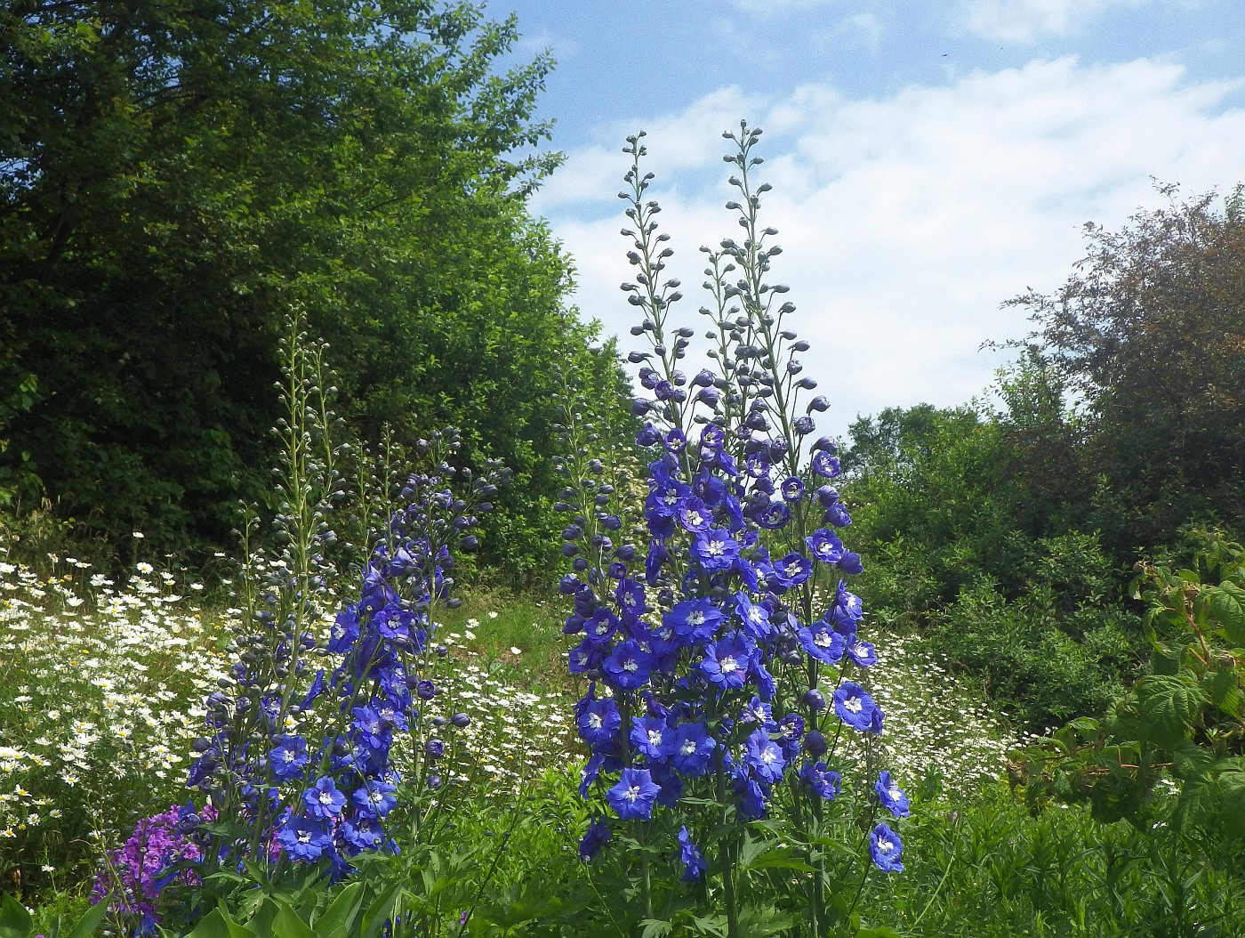 Garten der Natur