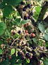 Brombeeren