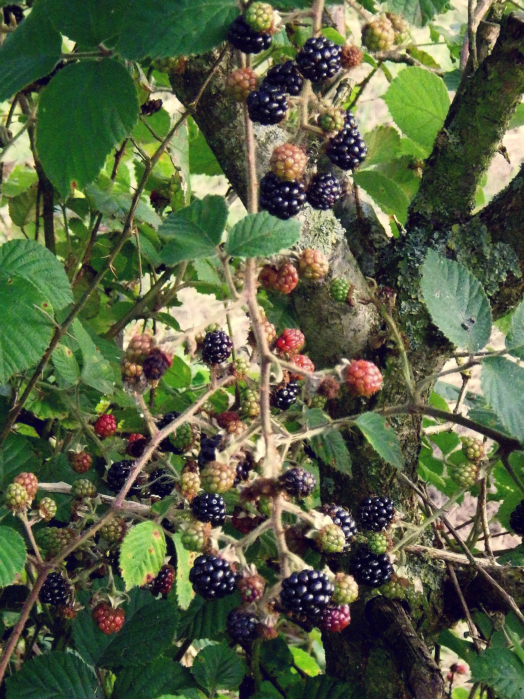 Brombeeren