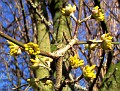 Die Knospen genießen die Sonne