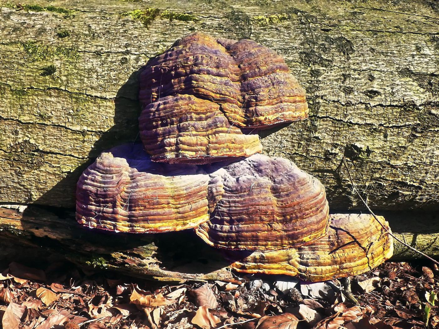 Zipfelmützen in der Sonne