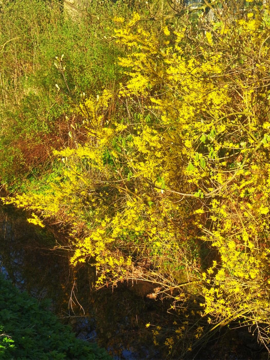 Farbexplosion am Grießebach