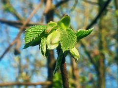 Die Birken erwachen aus dem Winterschlaf