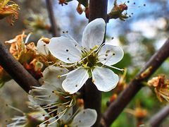 Die letzten Blüten