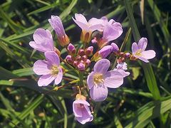 Wiesenschmuck