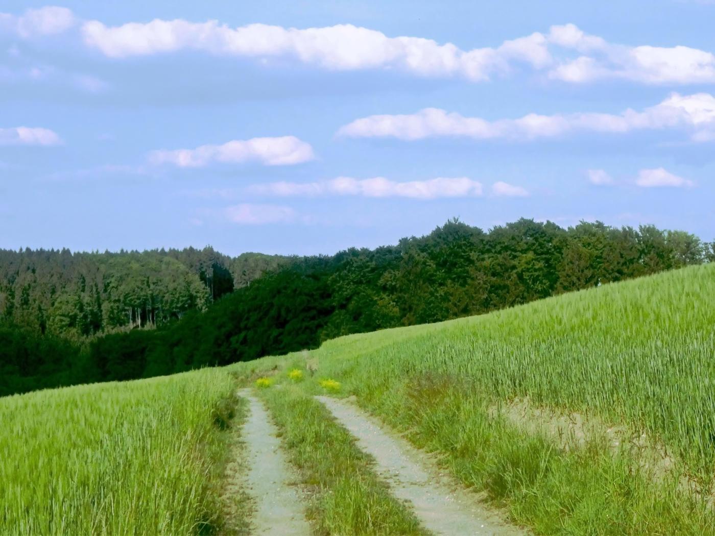 ... durch Feld und Wald