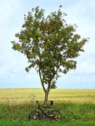 Natürlicher Fahrradständer :o)