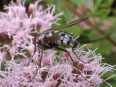 Diese Fliege liebt Blumen