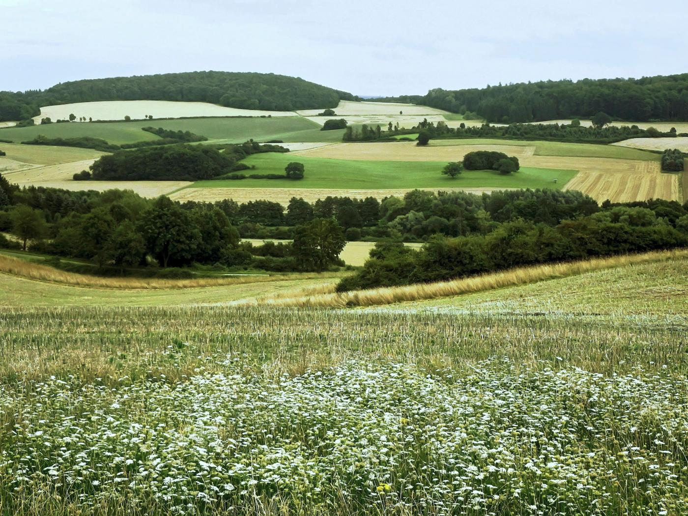 Blühende Möhren