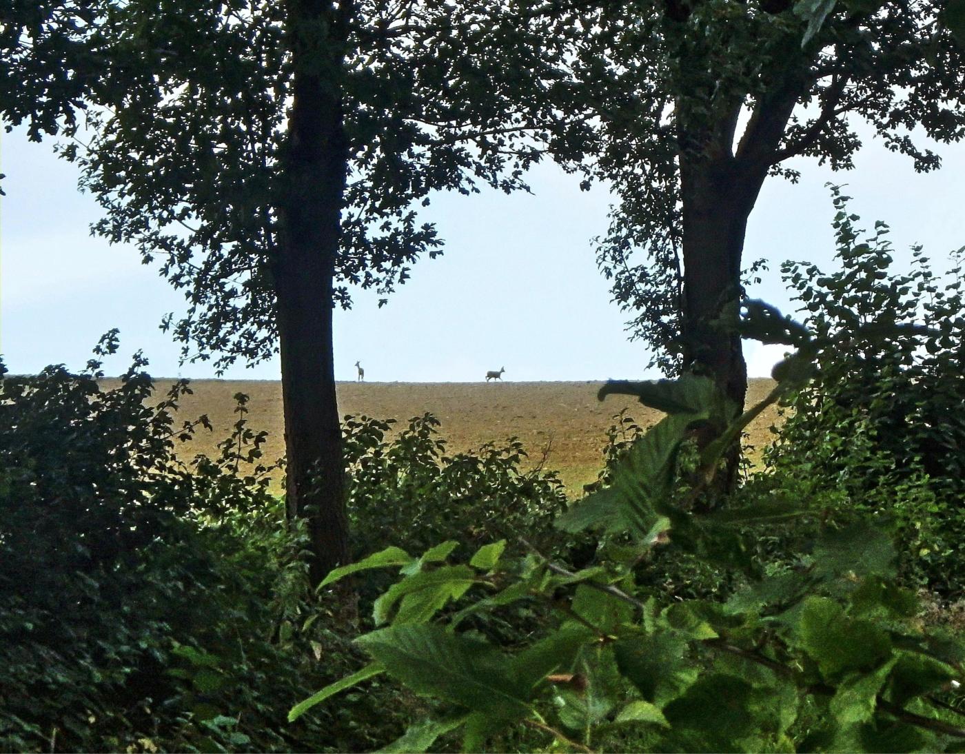 Futtersuche