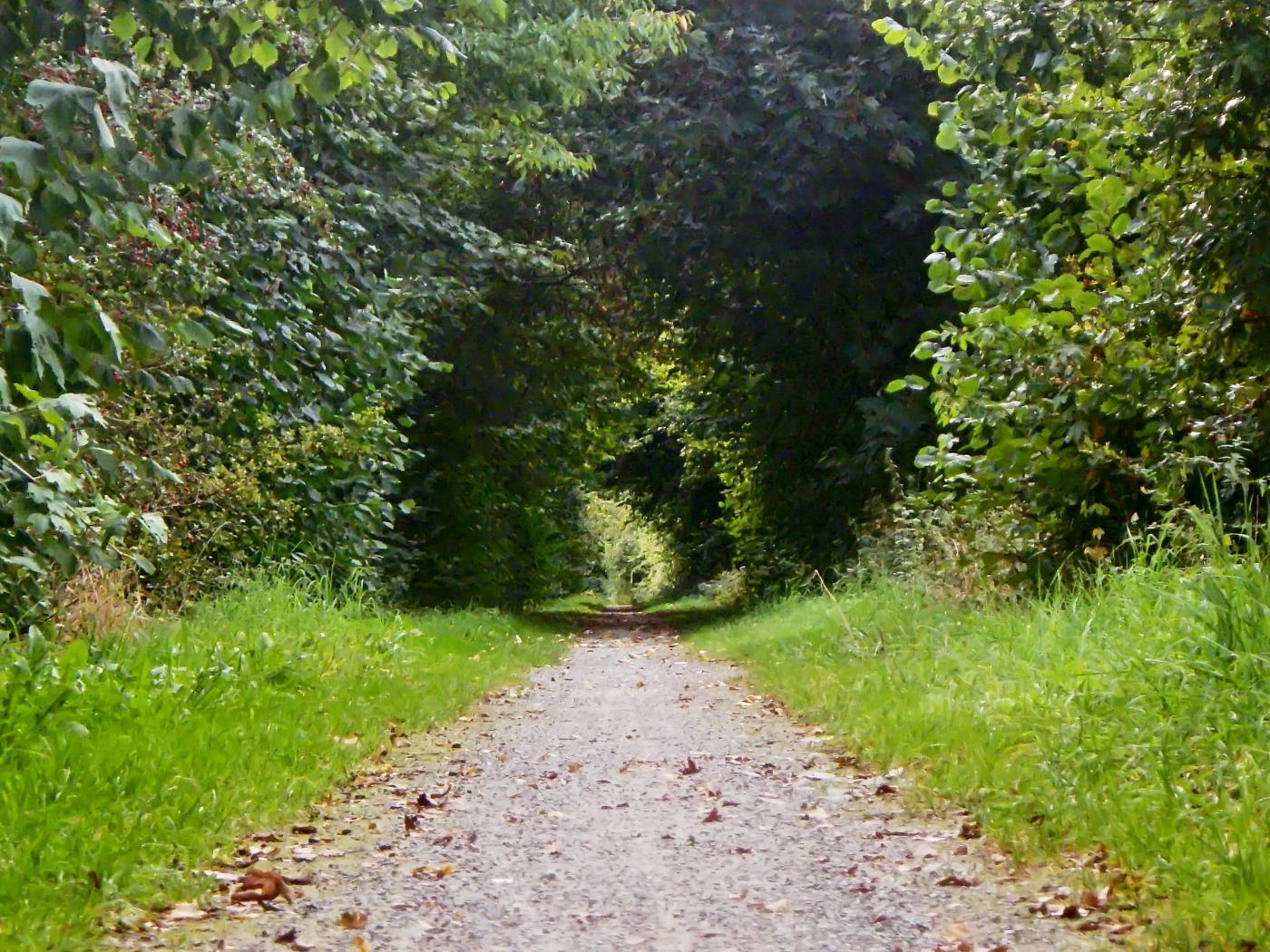 Im grünen Tunnel