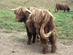 Zottelige Hochländer in Gellersen