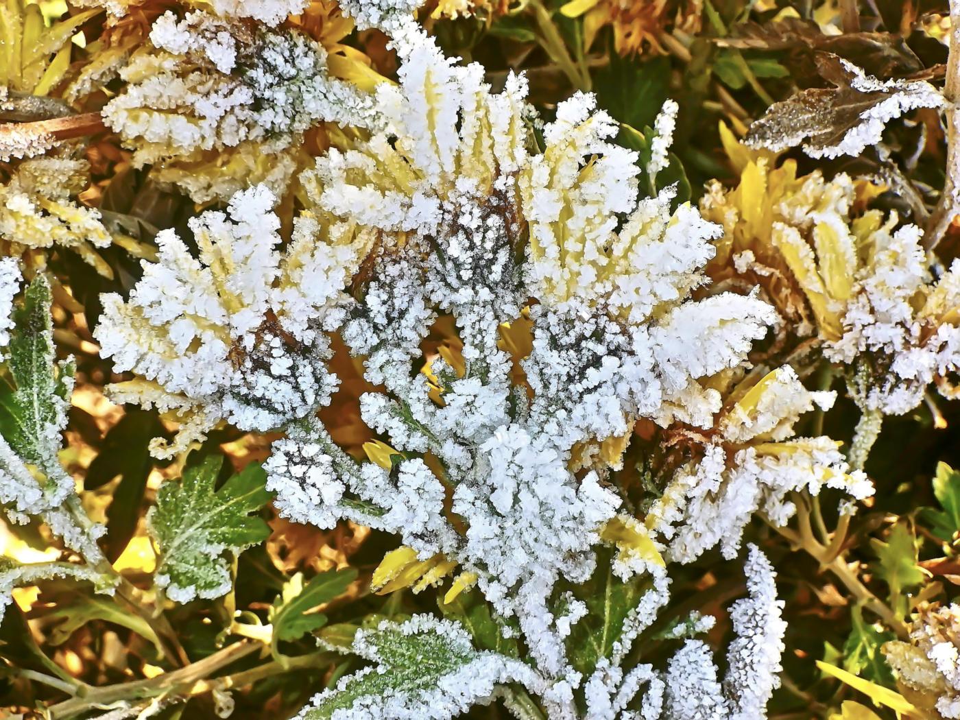 Angehaucht vom Atem des Frostes