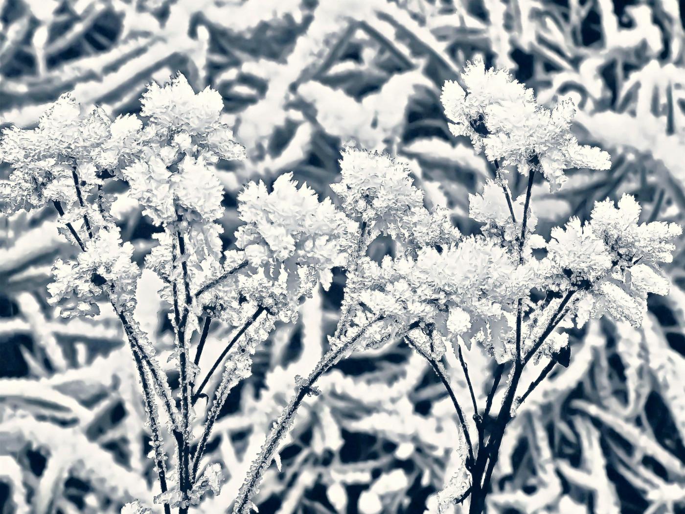 Weiß wie Schnee