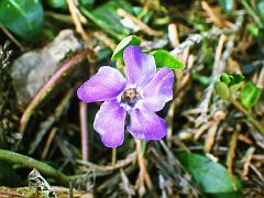 Ist schon Frühling?