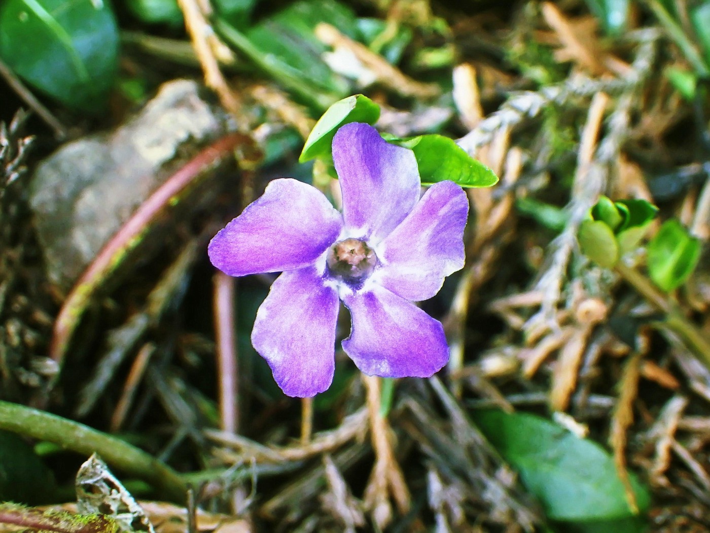 Ist schon Frühling?