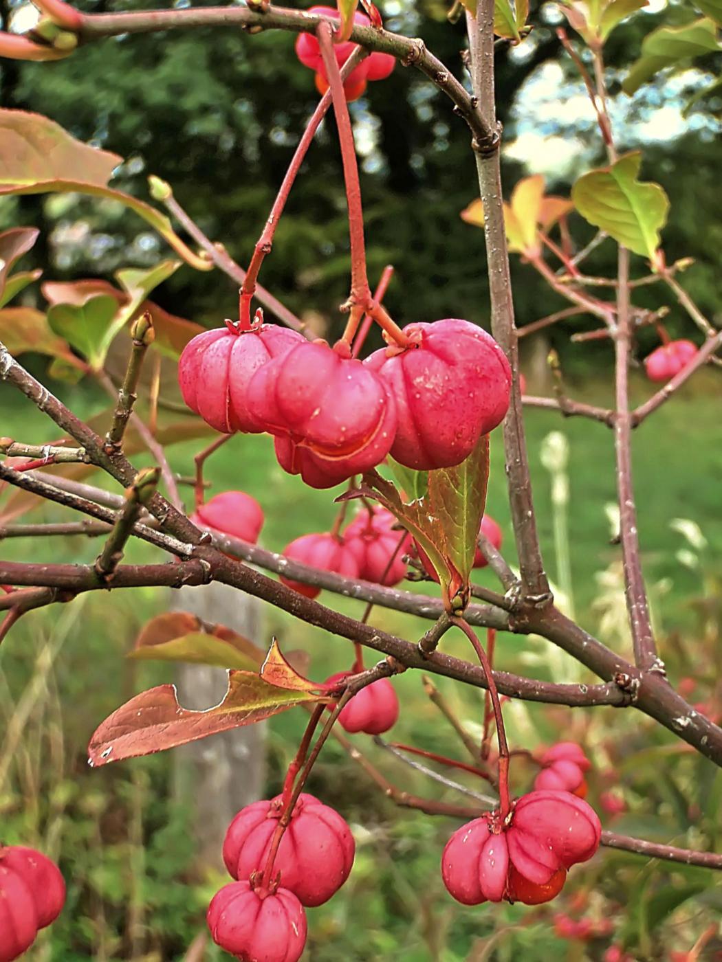 Roter Schmuck