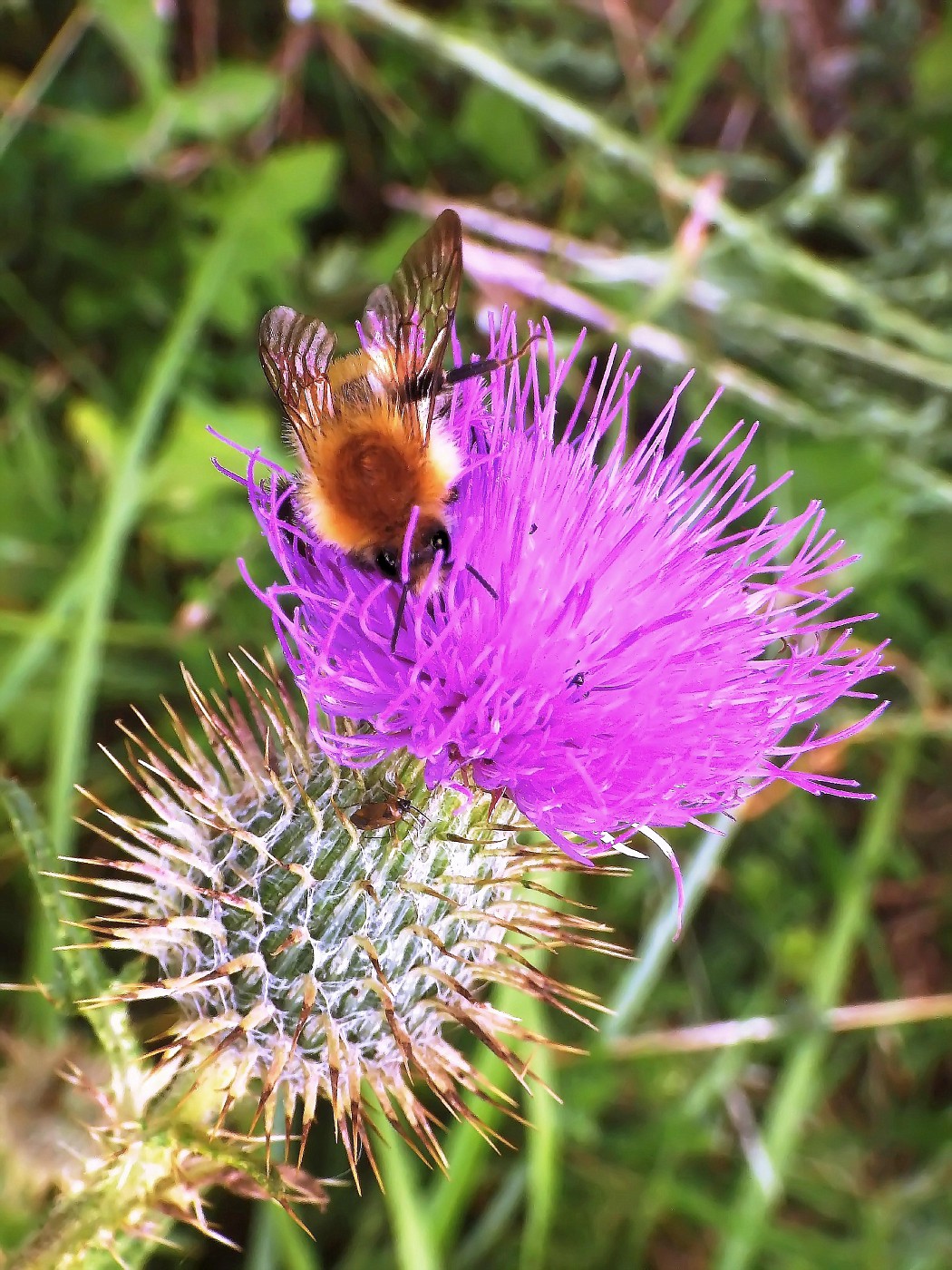 Hummel auf 'ner Ringdistel