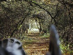 Tunnel ...durch Dornröschens Hecke?