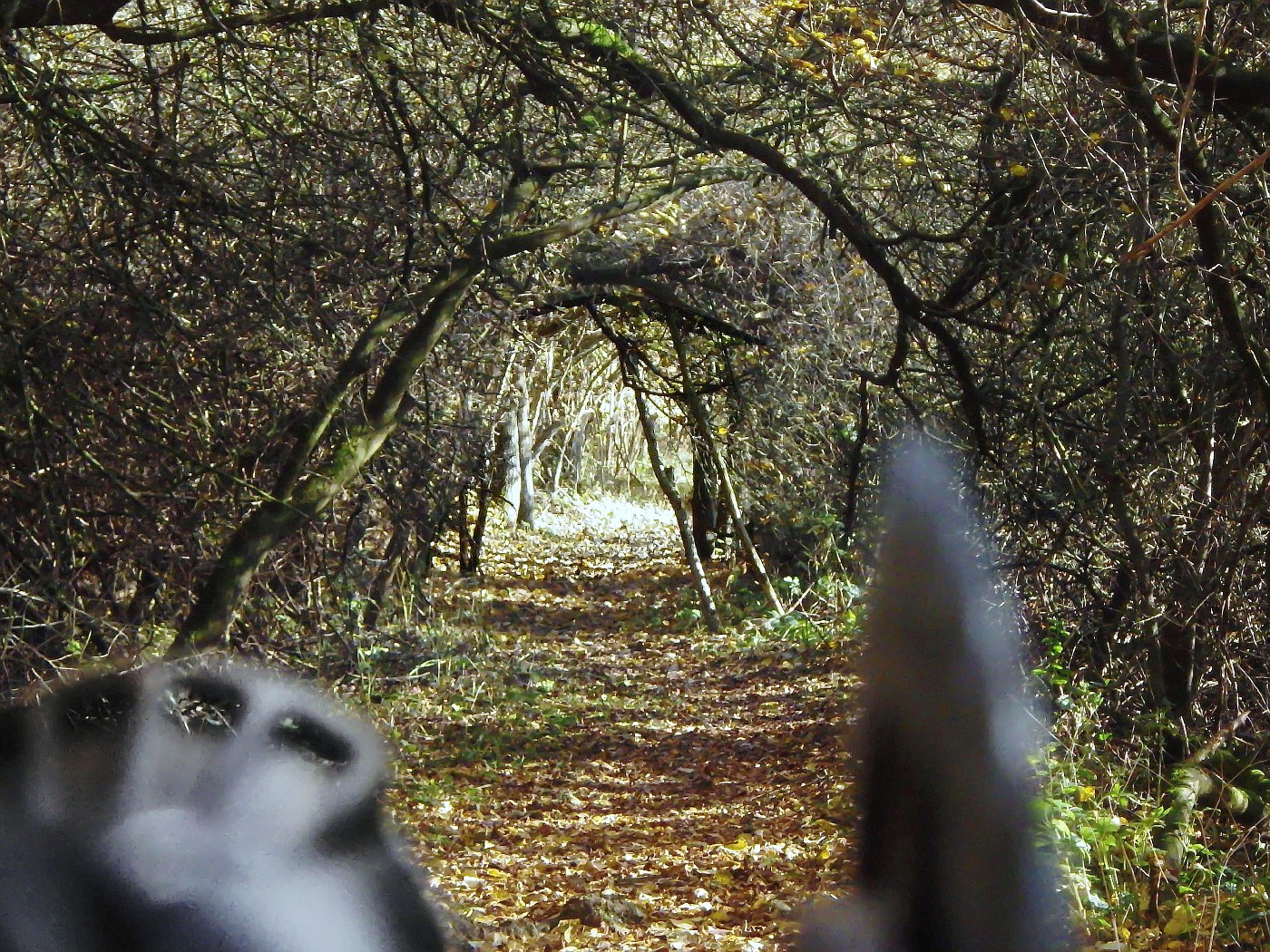 Tunnel ...durch Dornröschens Hecke?