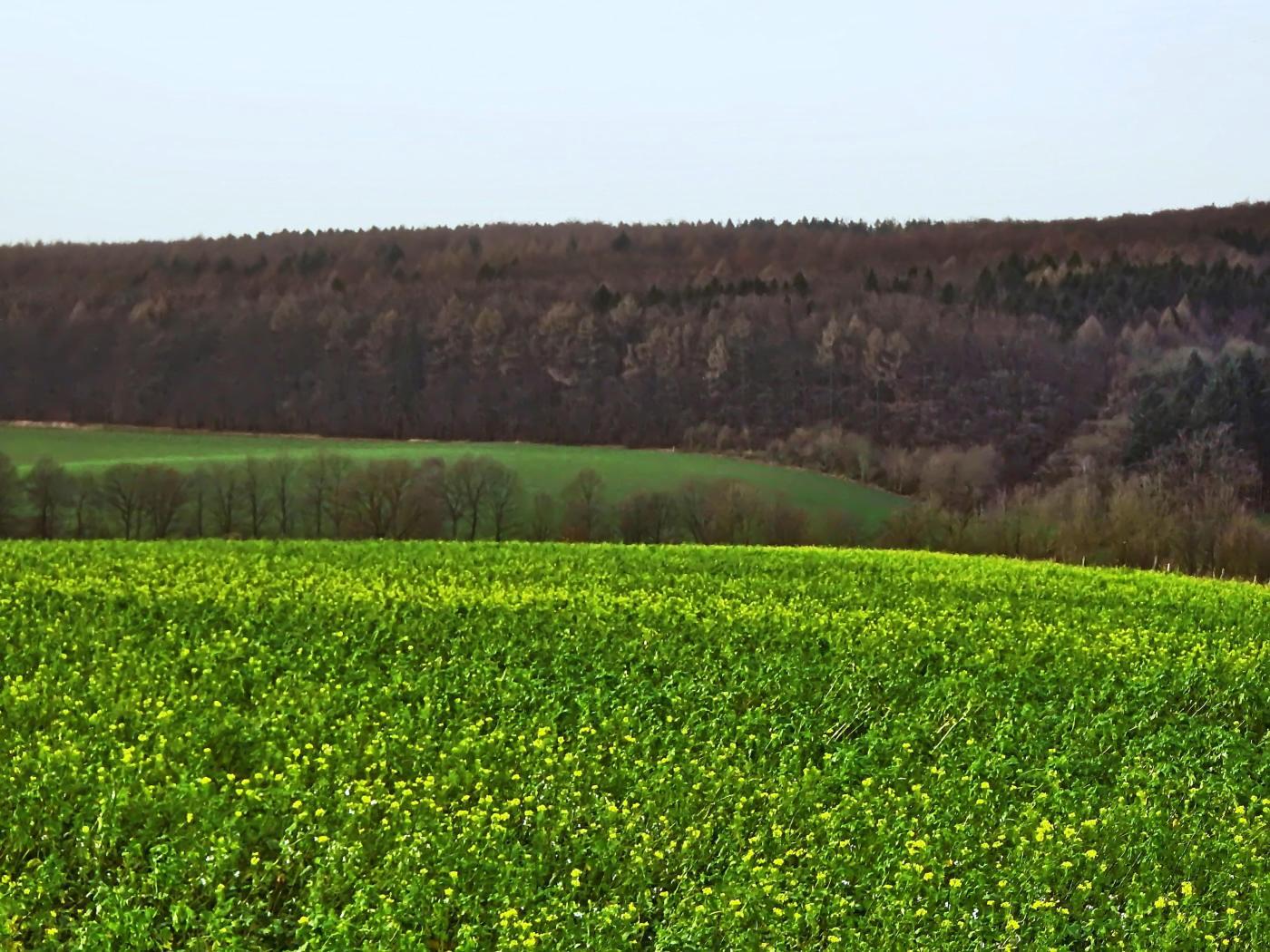 Dezemberblüten