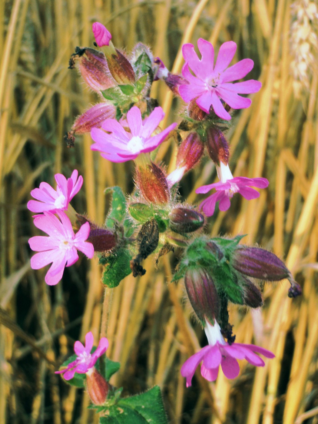 Farbtupfer am Kornfeld