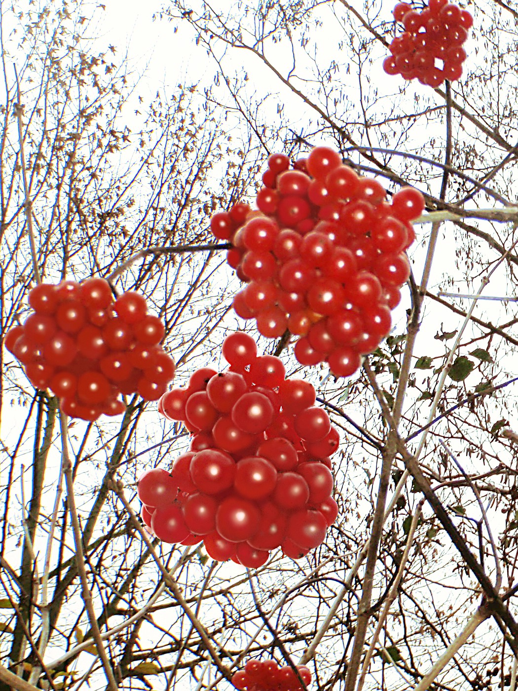 Vogelbeeren