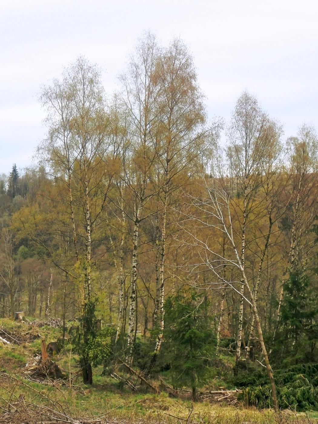 Am kleinen Ronneberg