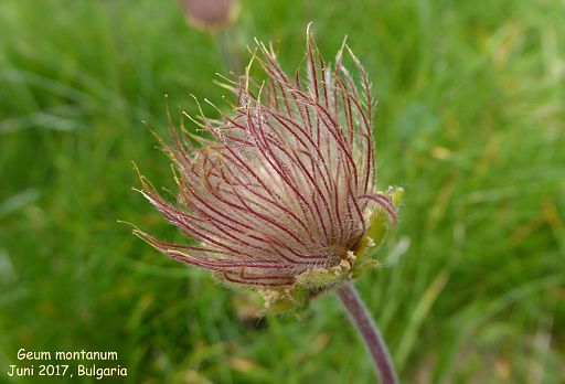 Geum montanum (seed)