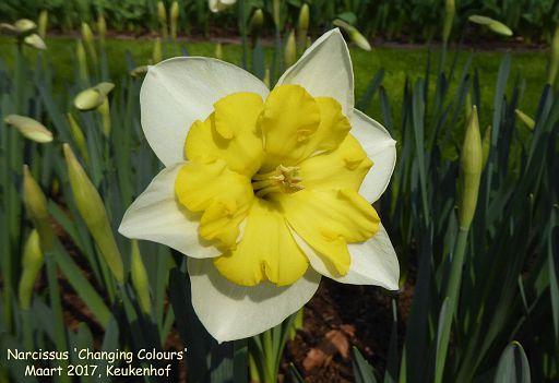 Narcissus 'Changing Colours'