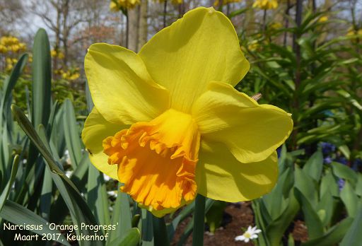 Narcissus 'Orange Progress'