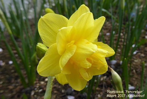Narcissus 'Pencrebar'