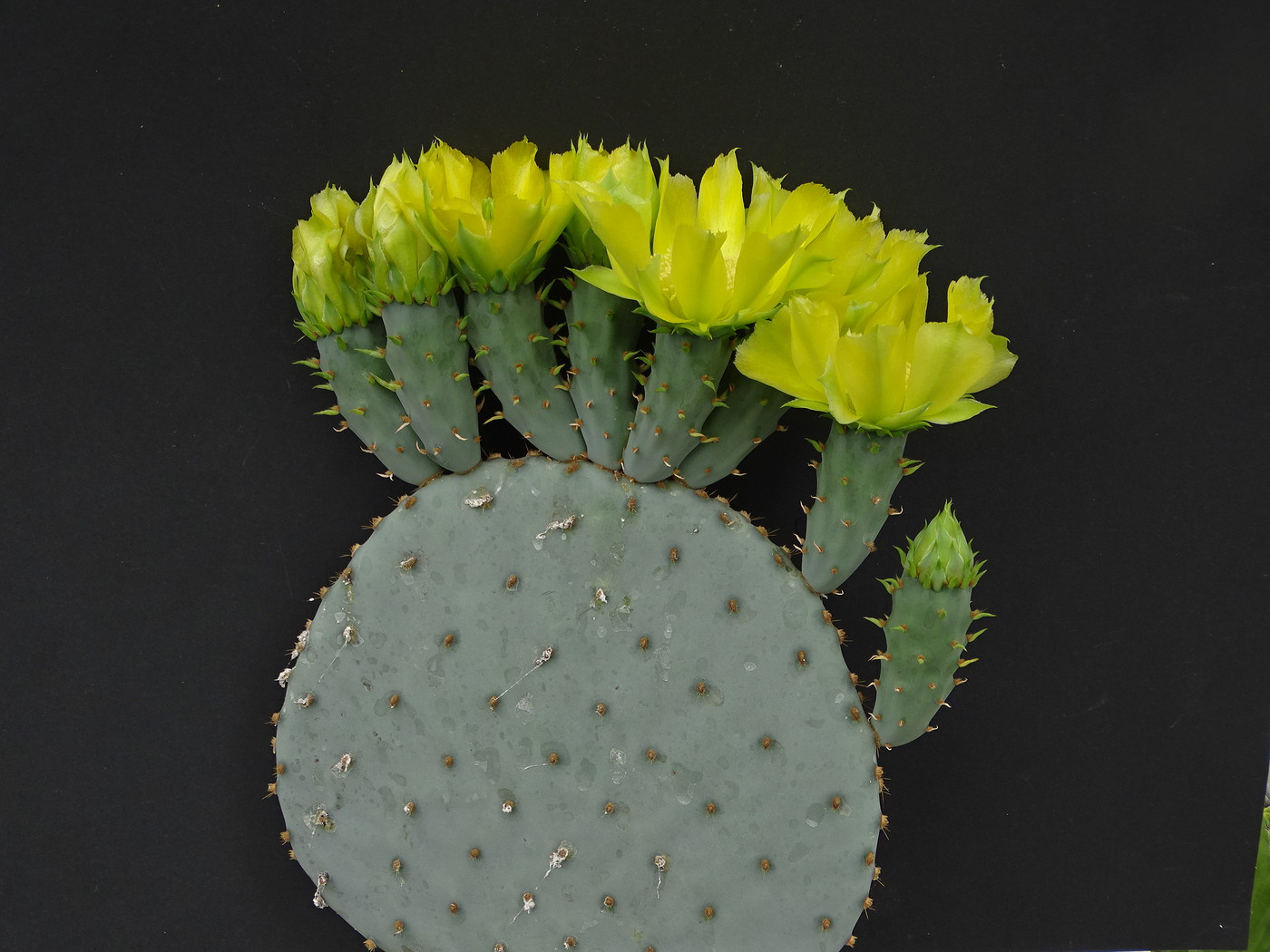 Opuntia orbiculata