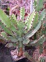 Euphorbia teixeirae