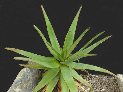 Aloe capitata Midongy