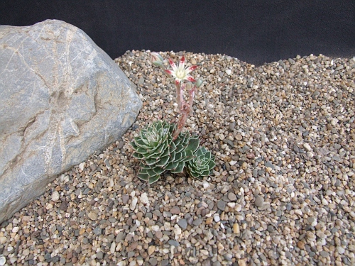 Graptopetalum filiferum

