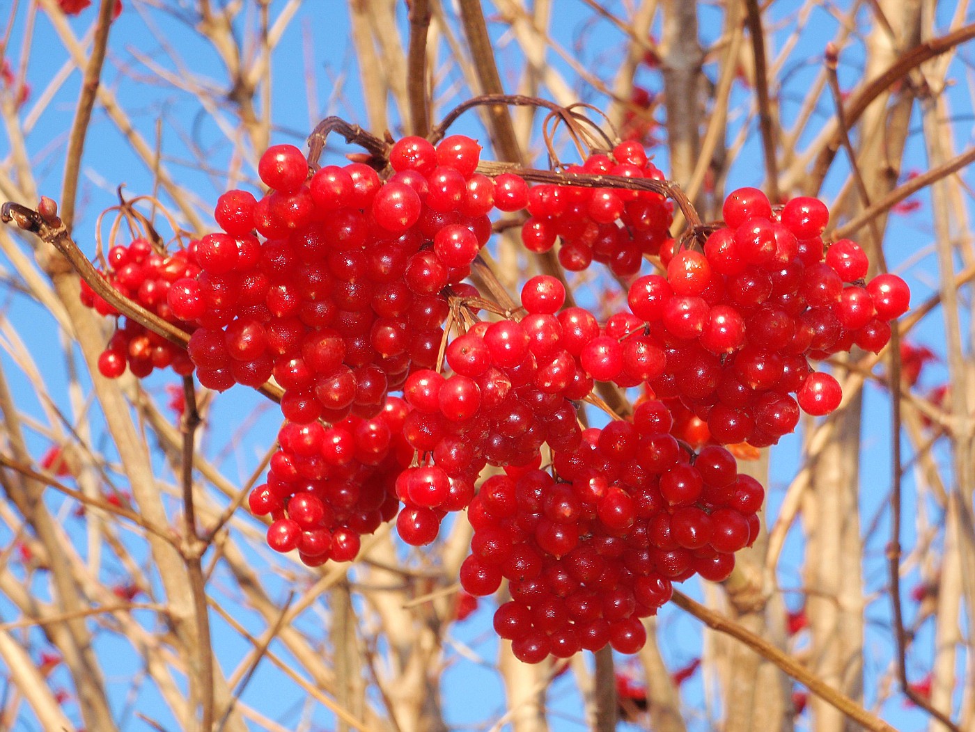 Feuerrote Schneeball-Beeren