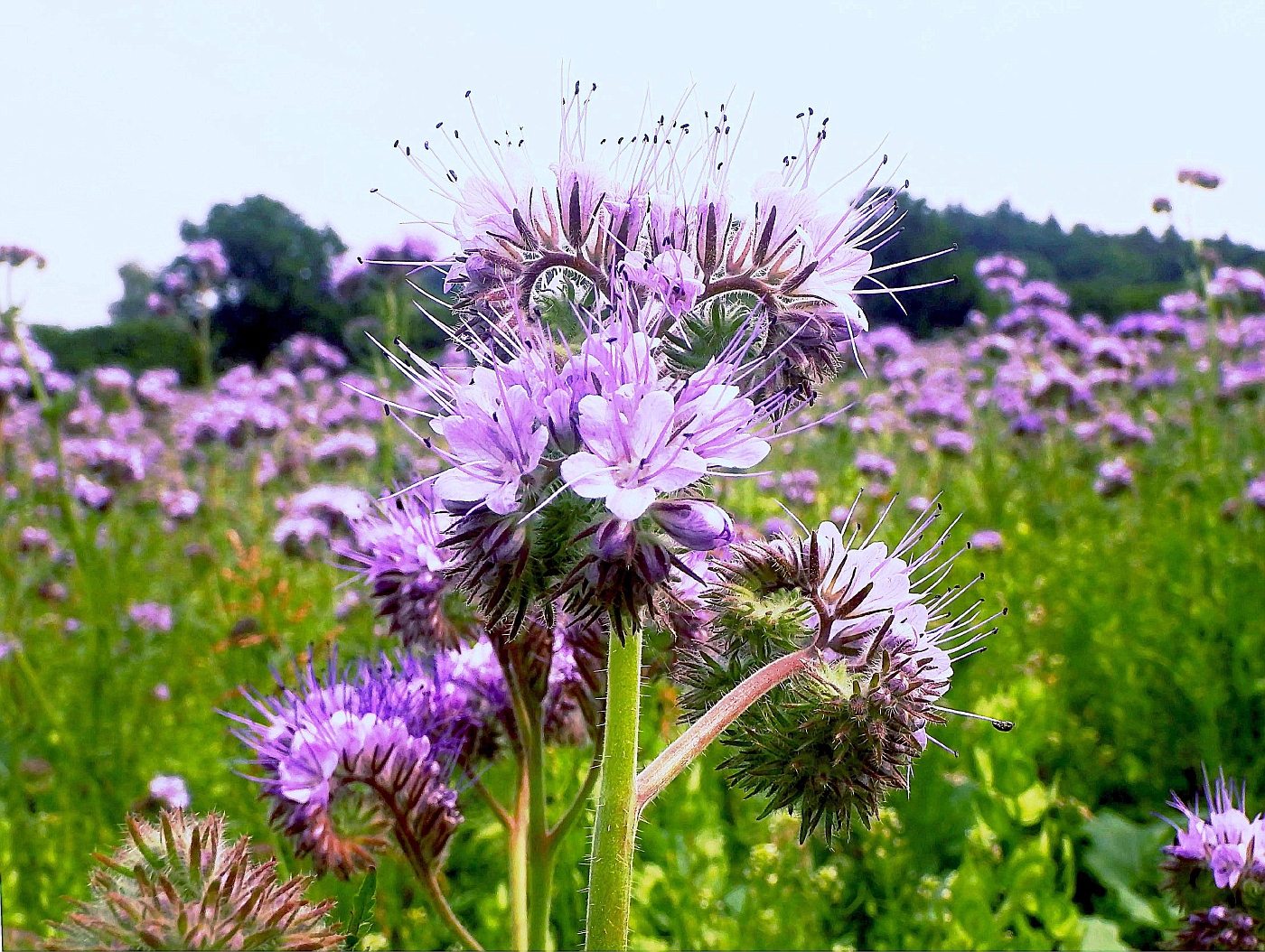 Bienenweide